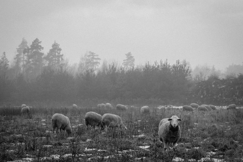 trees sheep grass field farm blackandwhite animals 