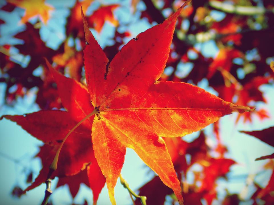 tree red orange mapleleaf leaves autumn 