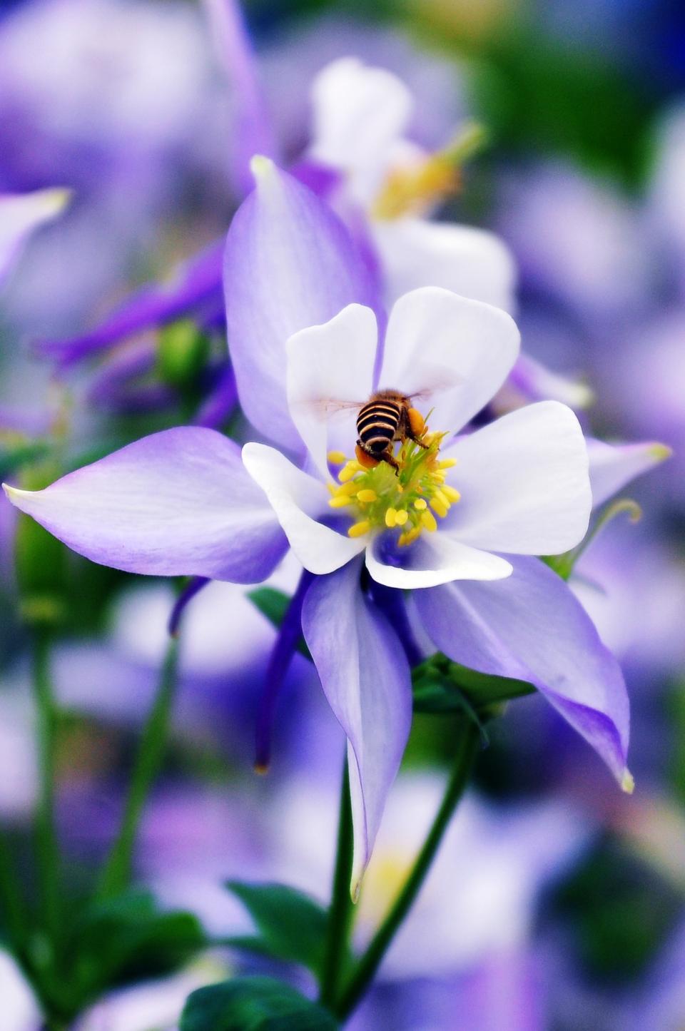 purple nature insect flower bee 