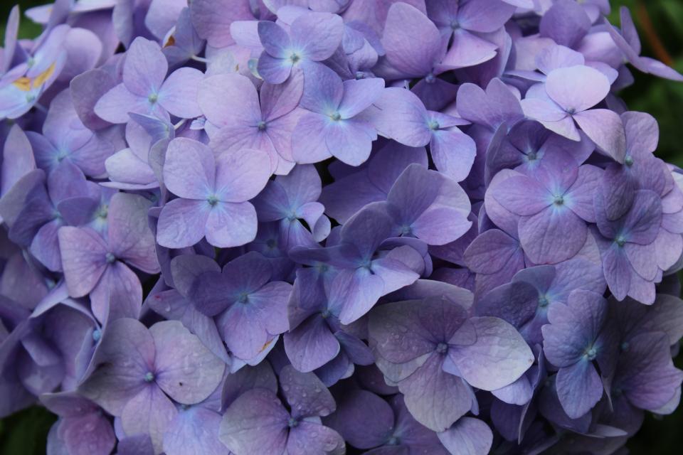 spring raindroplets purple flowers 