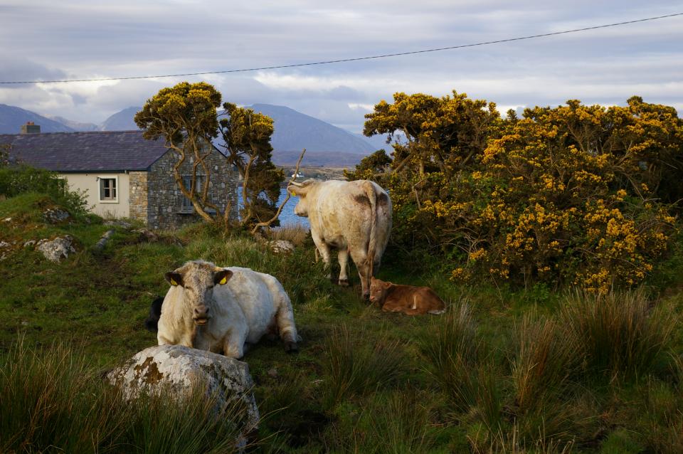 rural Ireland country cattle animals 