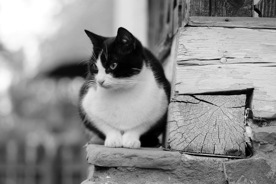 whiskers pet ledge cat blackandwhite animal 