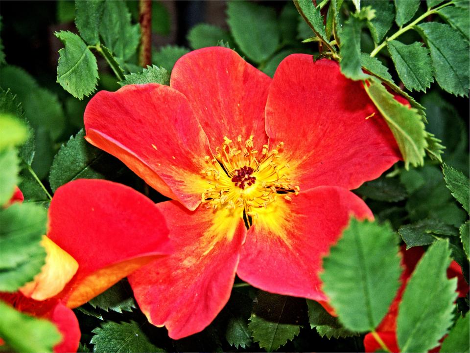 red leaves flower 