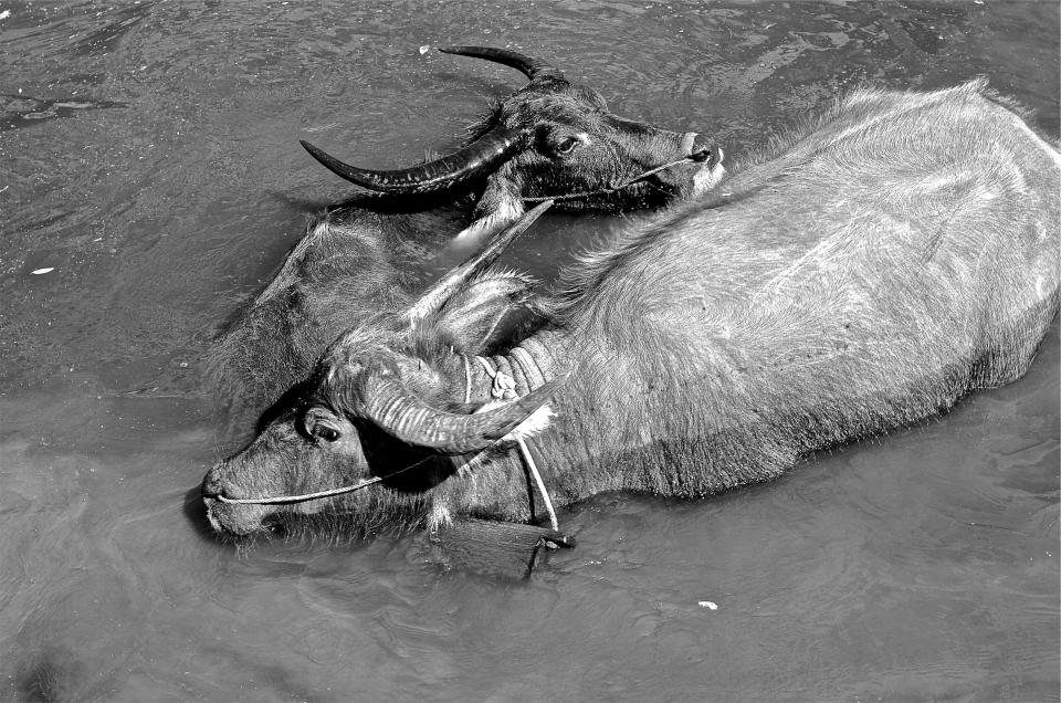 yaks water hors blackandwhite animals 