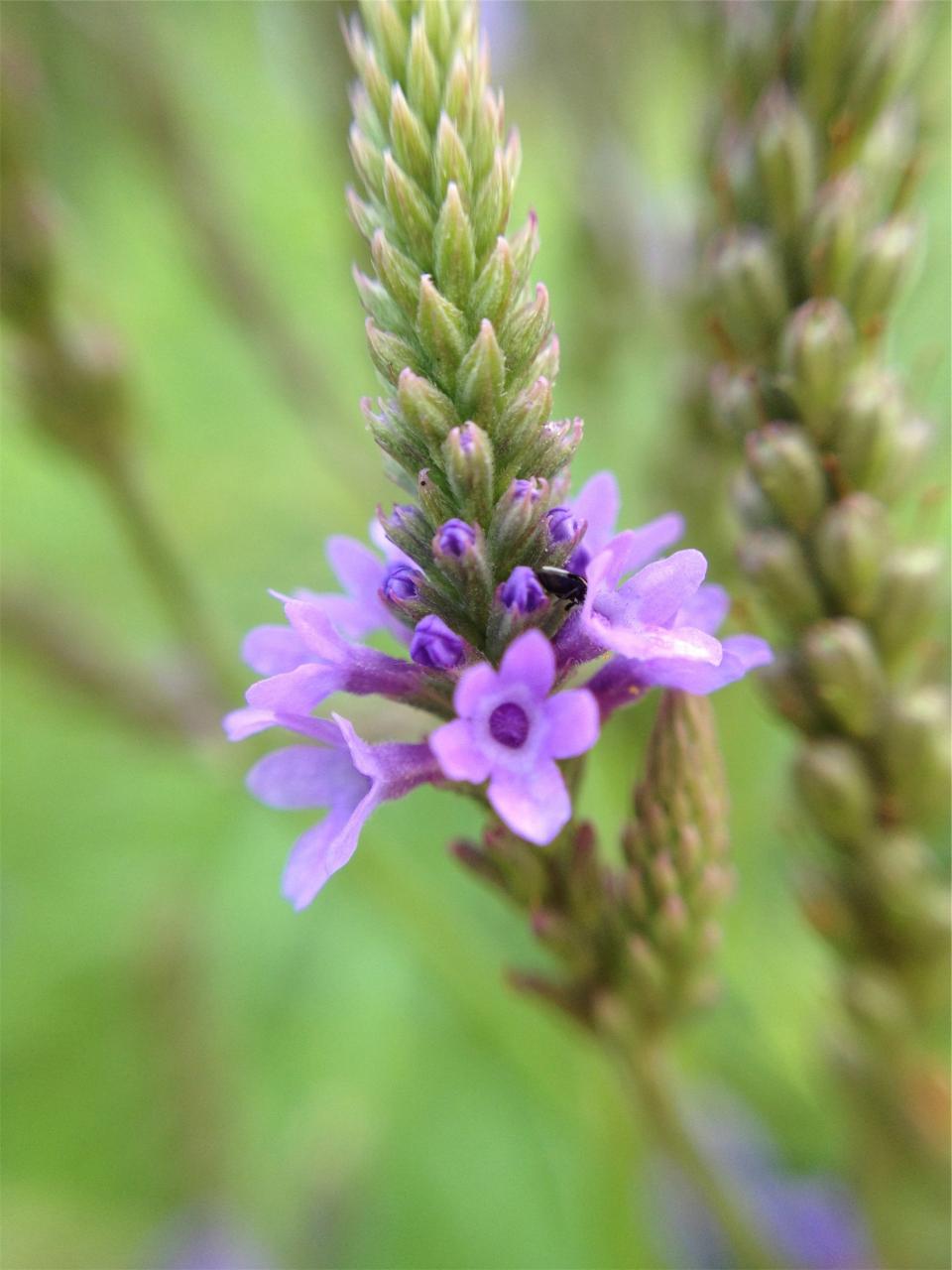 purple, flower