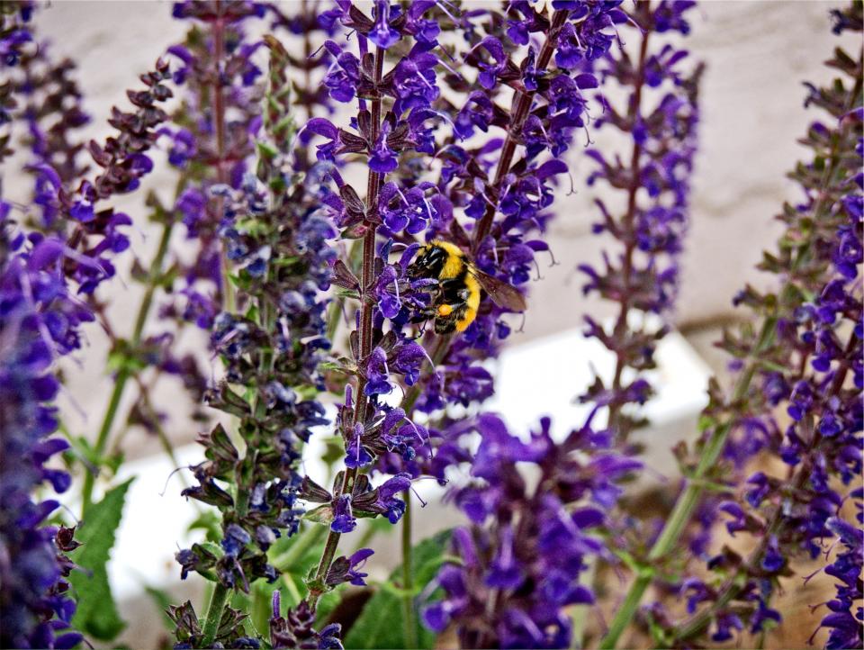 wasp garden flowers bumblebee 