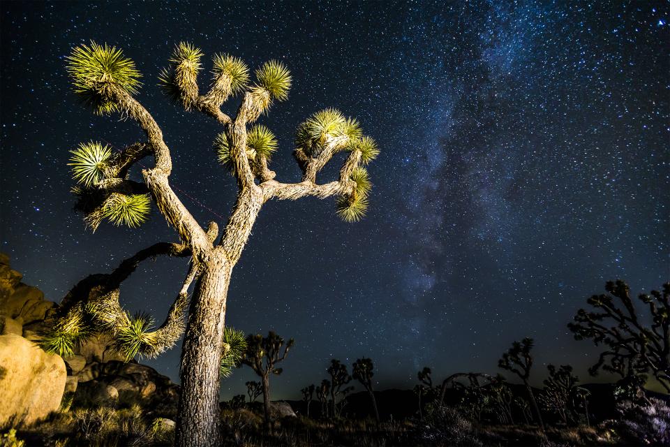 stars sky night miklyway joshuatree galaxy desert 