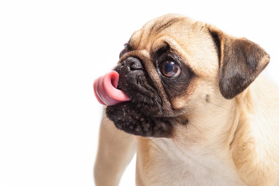 Tongue pug pet dog cute animal 
