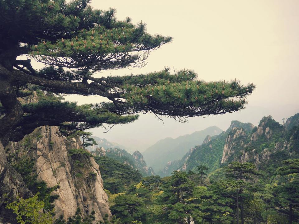 view pine mountain landscape china 