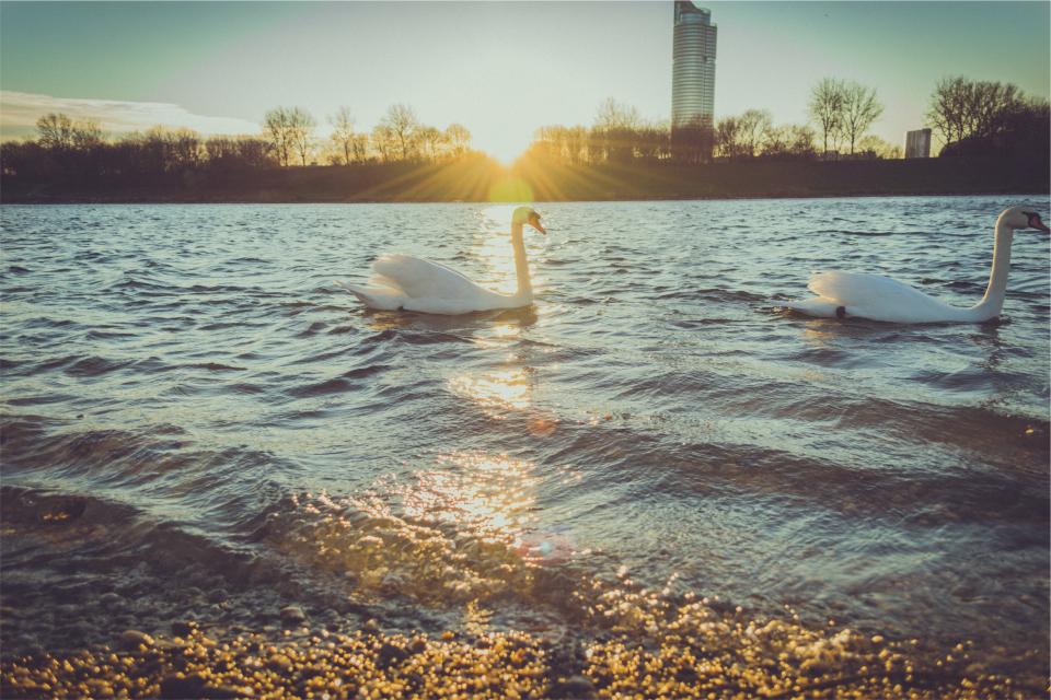 water swans sunshine sunrays lake ducks 