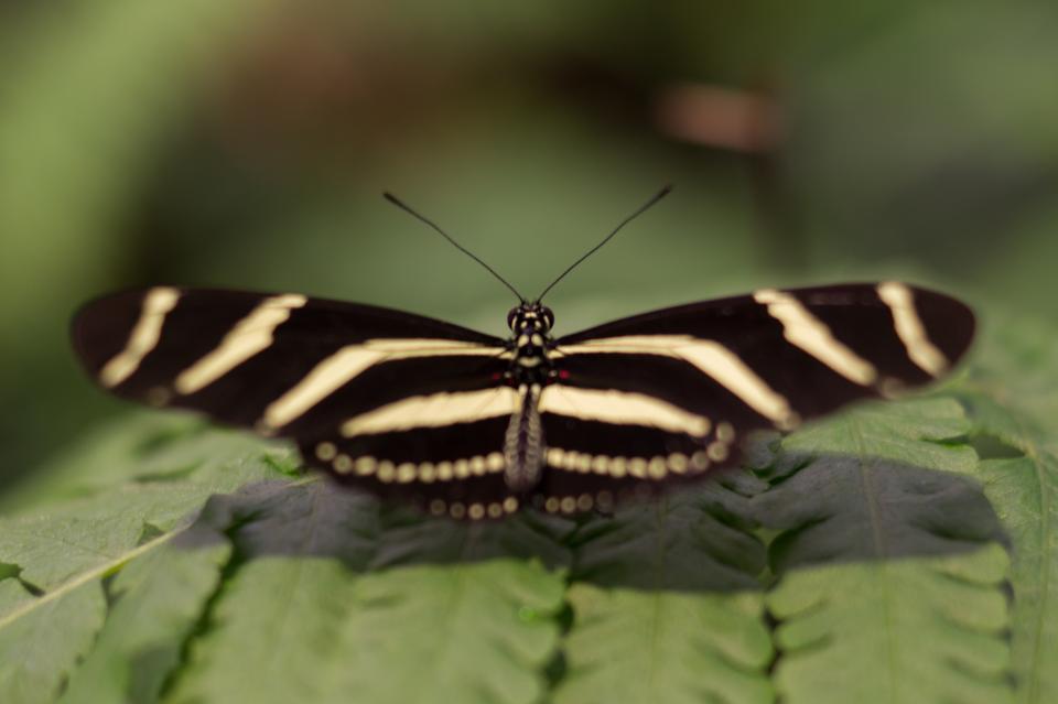wings butterfly 