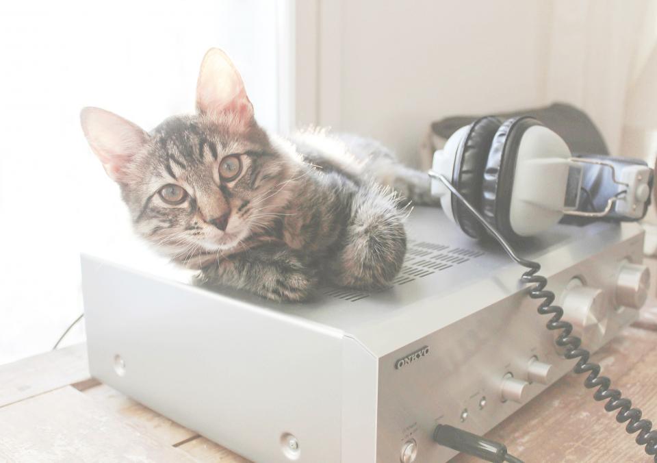 technology sun springtime pet onkyo headphones equipment cat audio animal amplifier 