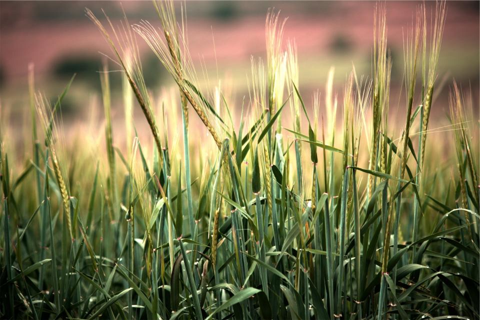 wheat plants farm crops agriculture 