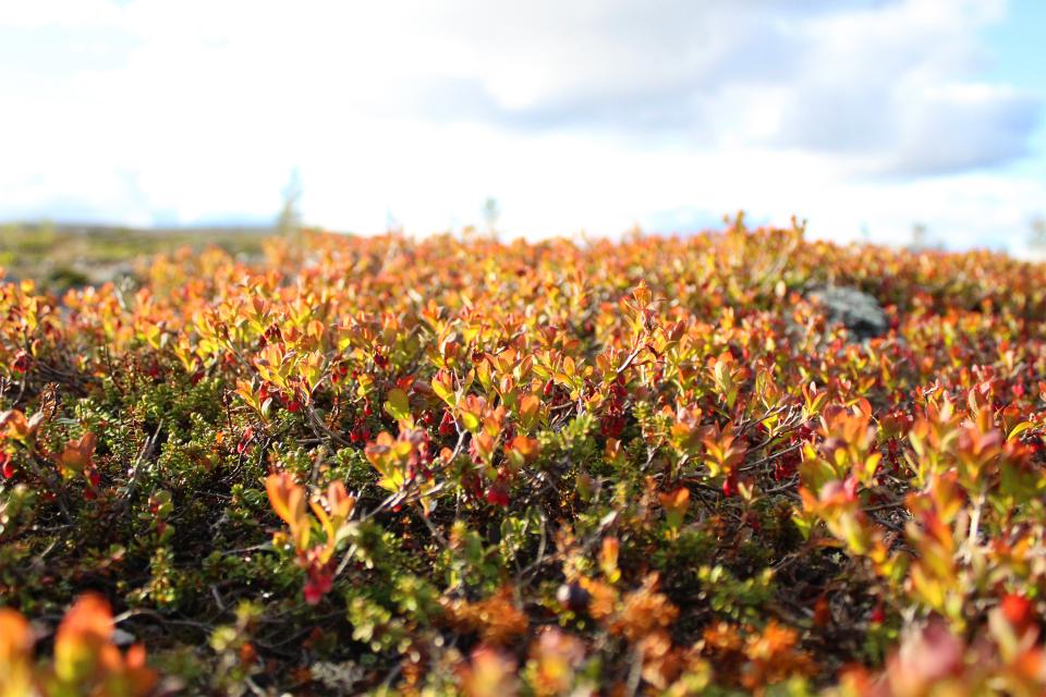 autumn, fall, lingonberry, plants