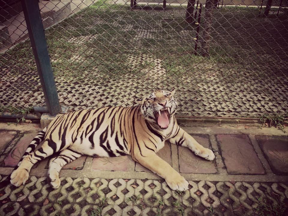 Zoo tiger roar cage animal 
