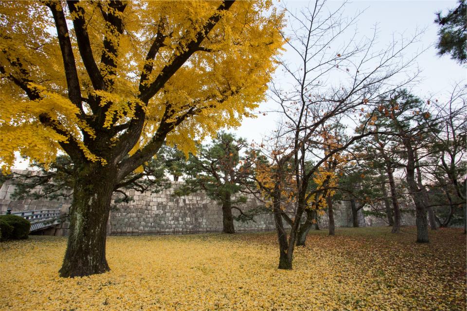 trees park leaves Fall autumn 