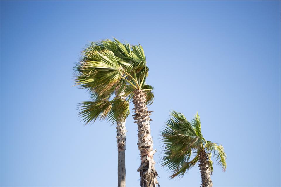 sky palmtrees blue 