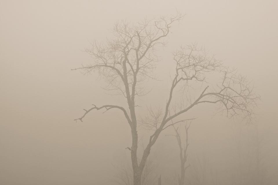 trees haze fog 