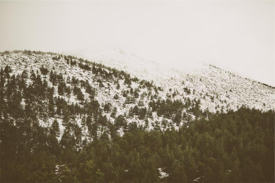 trees, hills, snow, fog nature