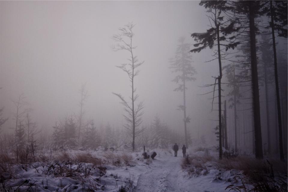 fog, trees, snow, winter, forest, woods