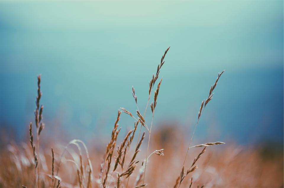 plants, field