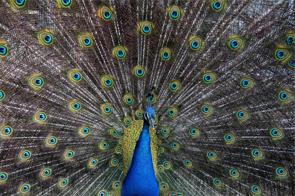 peacock bird animal 