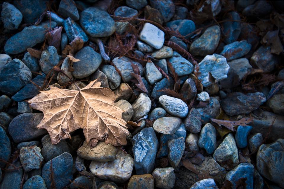 rocks leaf 
