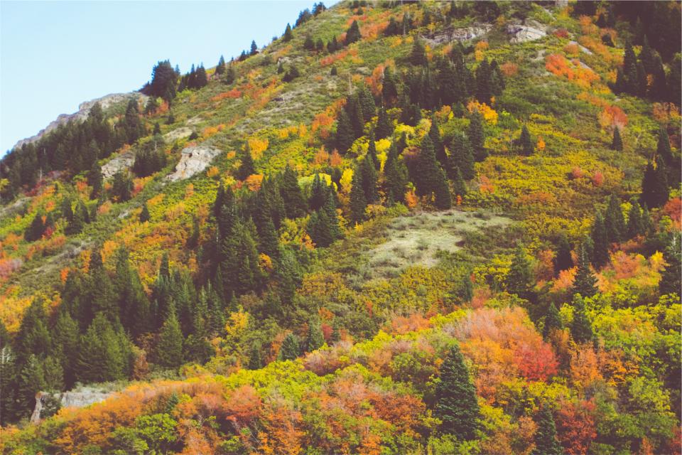 trees nature hill autumn 