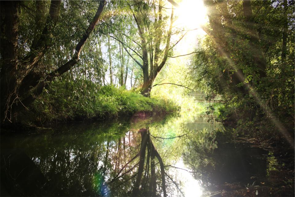 water trees sunshine sunrays river reflection nature 