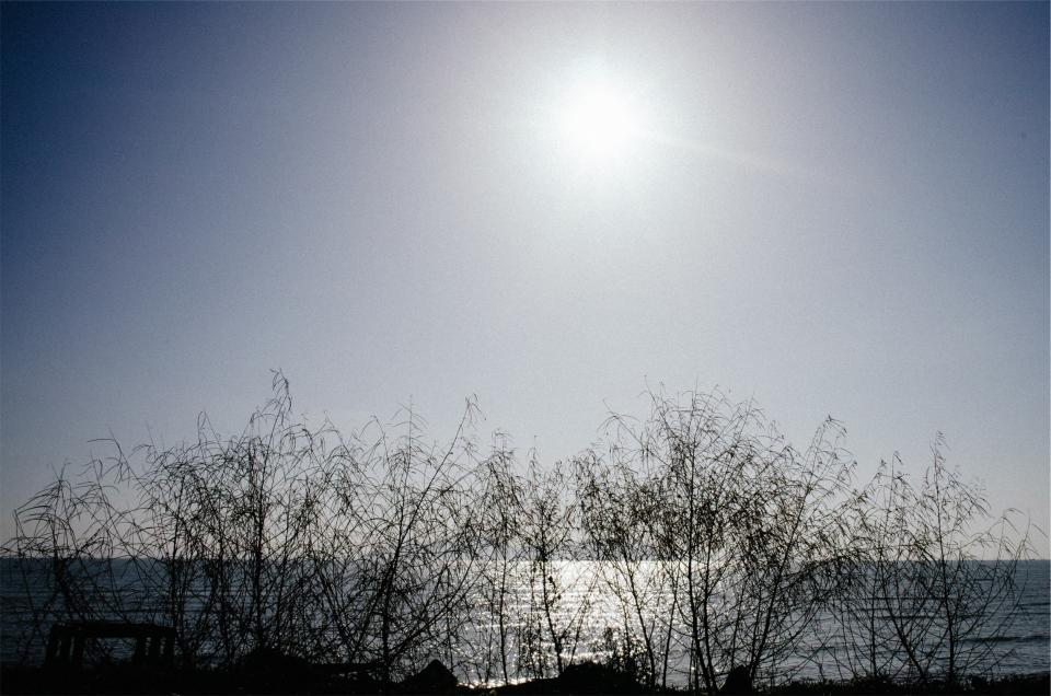 sky, sunshine, trees, ocean, sea
