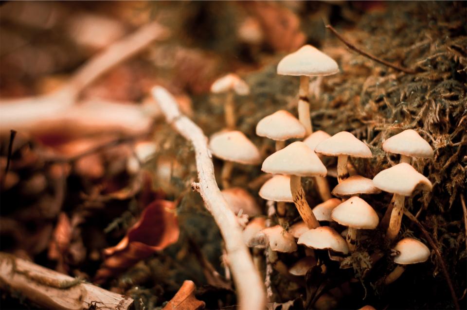 nature mushrooms fungi 