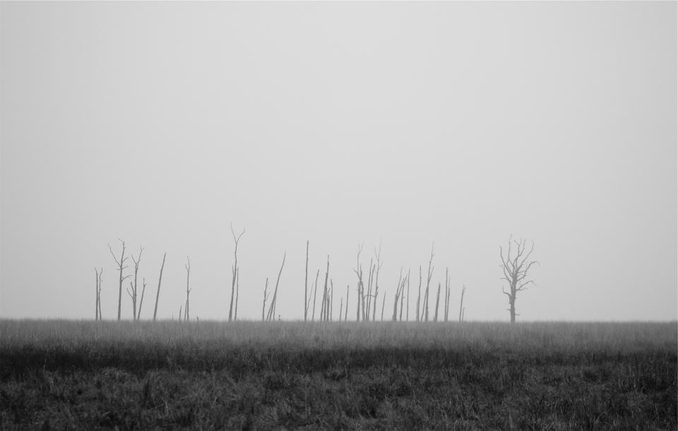 trees grey grass field blackandwhite 