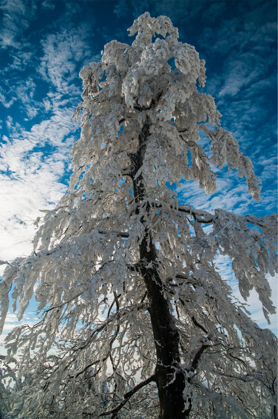 winter tree snow frost 