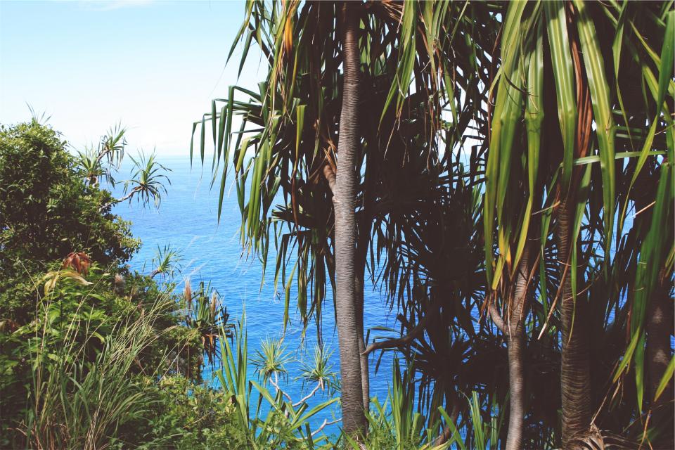 tropical trees sea ocean blue 