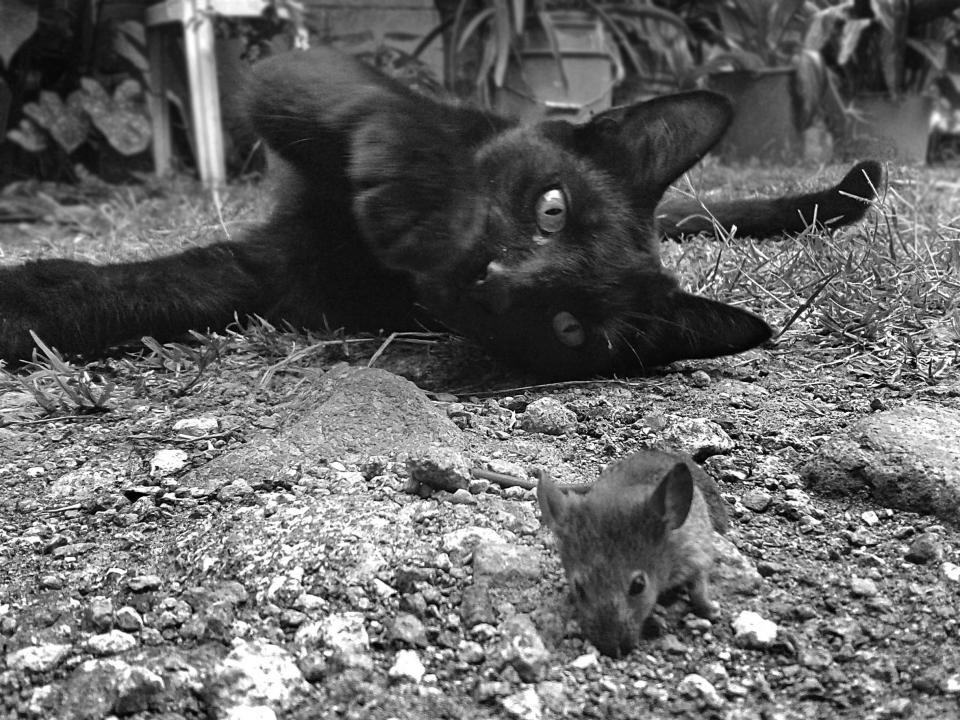 rat cat blackandwhite animals 