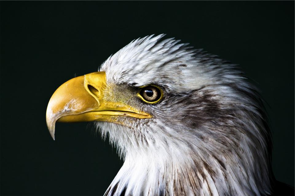 eagle bird beak 