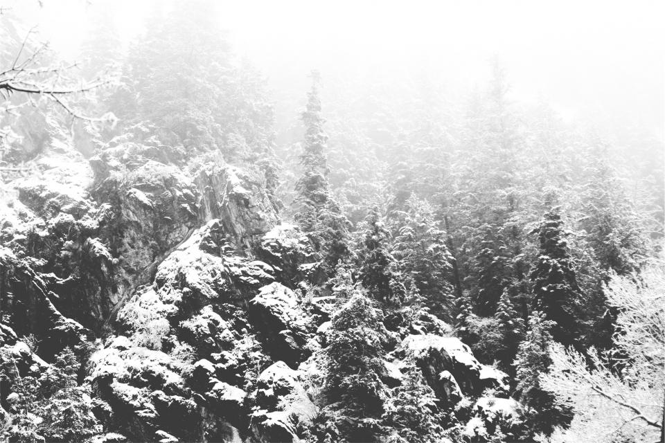 trees snow nature forest blackandwhite 