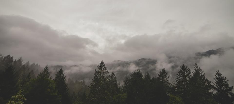 trees fog clouds 