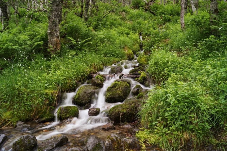 water trees stream rocks plants nature moss green 