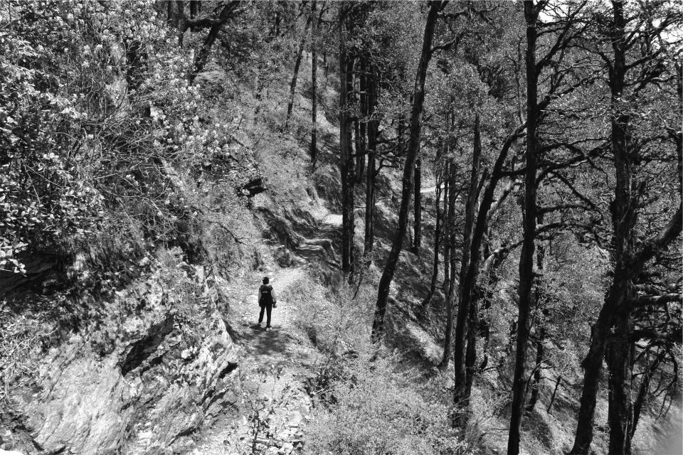 trees Trail nature hiking forest blackandwhite 