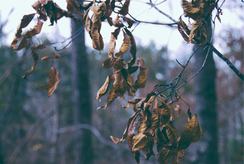 leaves brown 