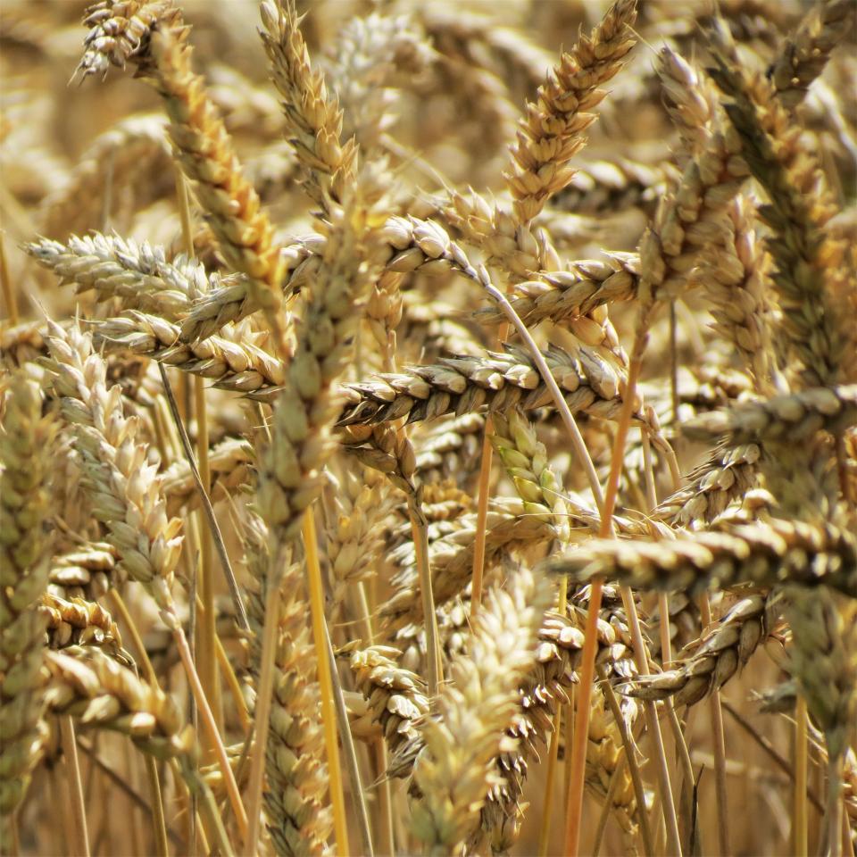 wheat plants agriculture 