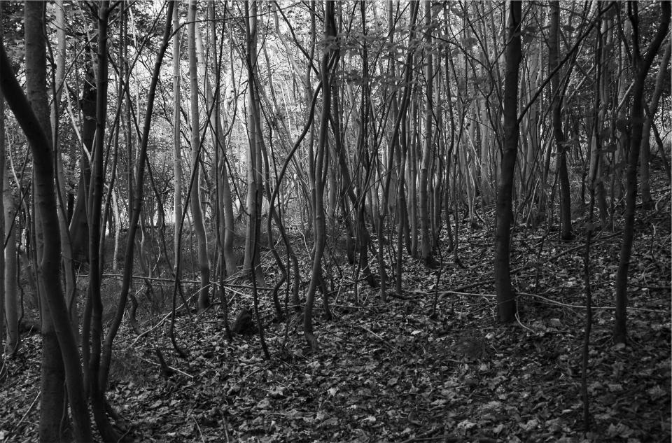 woods trees nature forest blackandwhite 