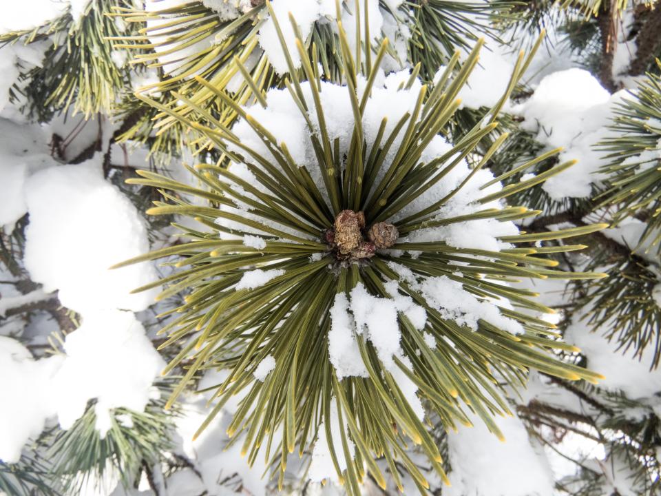 winter snow pineleaves 