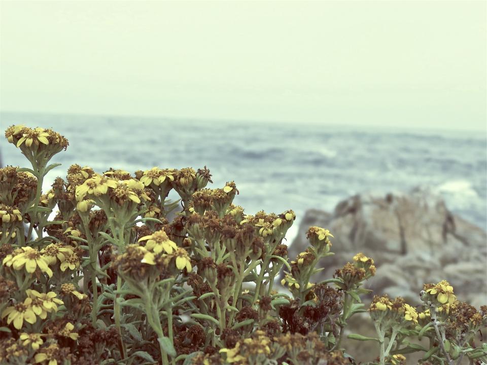 sea ocean flowers 