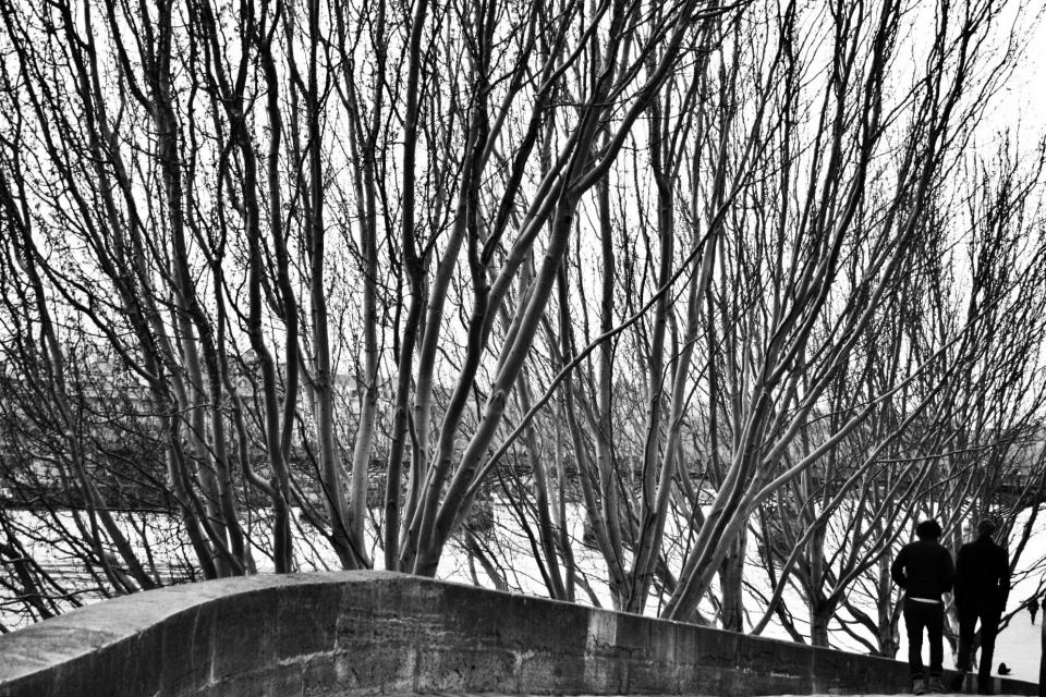 trees branches blackandwhite 