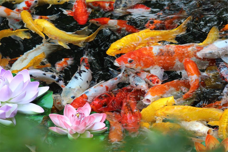 water pond flowers fish 