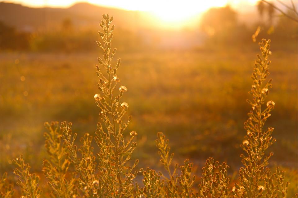 sunshine sunset sunrays plants nature field 