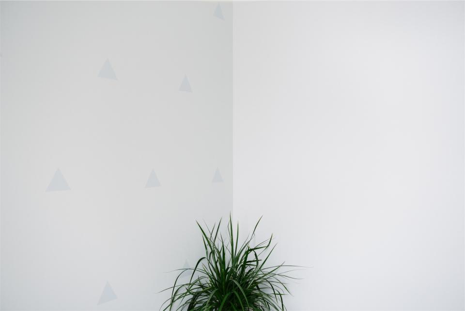 white walls plants 