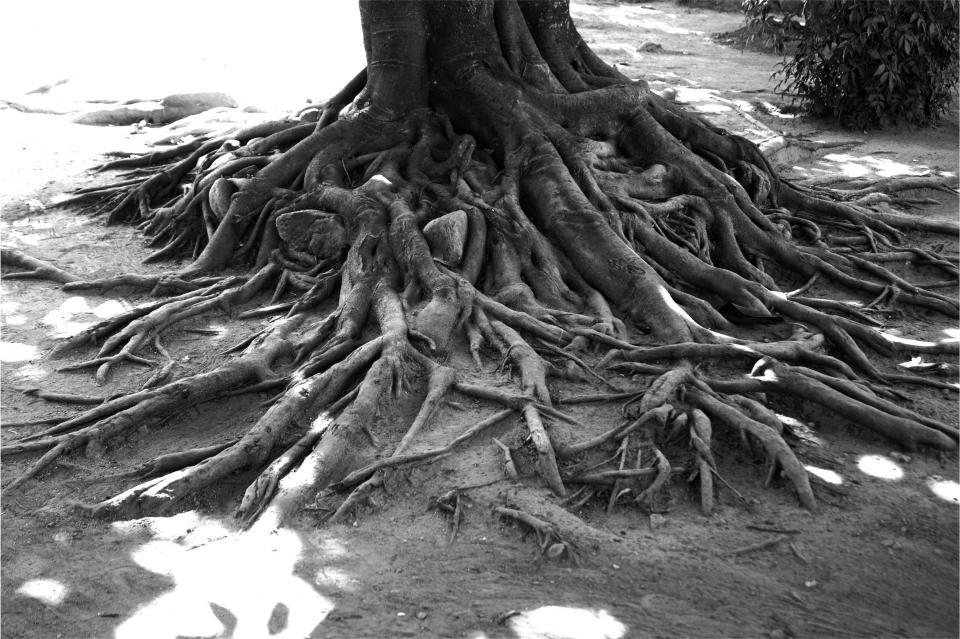 tree roots blackandwhite 